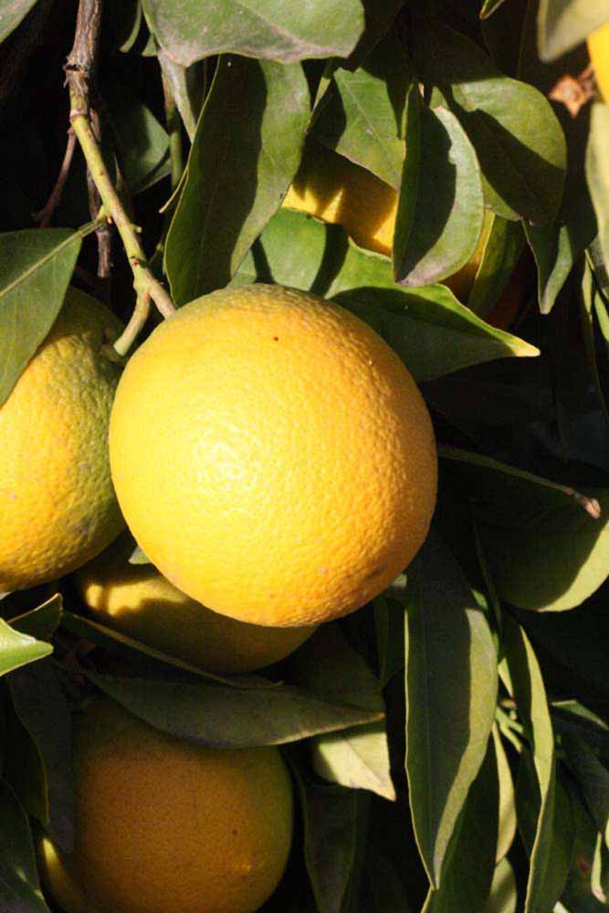              Fruit (Riverside, CA)       